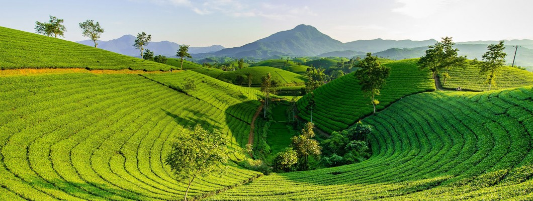 Karadeniz Çayı ve Doğal Tarım: Organik Çayın Avantajları